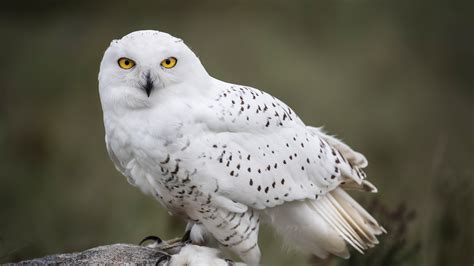 Snowy Owl - Elmwood Park Zoo