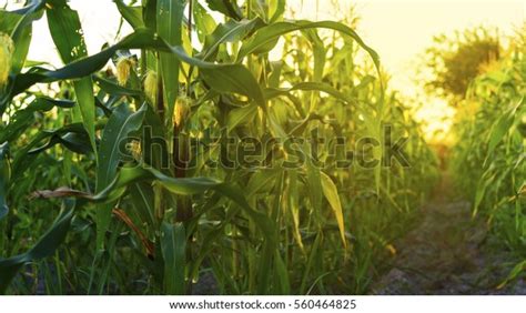 Corn Field Sunset Stock Photo (Edit Now) 560464825