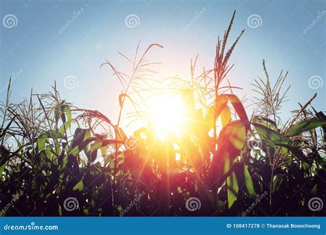 Corn field in sunset stock photo. Image of harvest, nature - 108417278