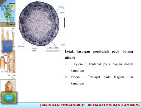 ANATOMI TUMBUHAN - JARINGAN PENGANGKUT