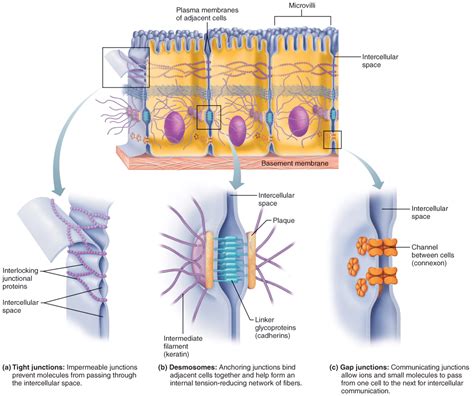 Chemistry Surface Tension Diagram | elinamoestam