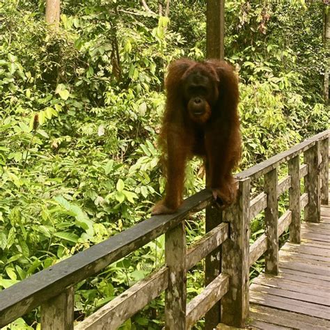 Where to See Orangutans in Borneo: A Complete Guide - Stoked To Travel