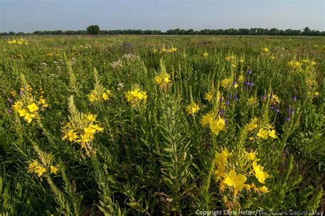 Prairie Plants List | Wallpapers Gallery