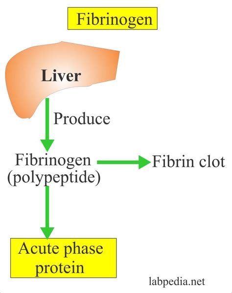 Fibrinogen (Factor I), Afibrinogenemia, Dysfibrogenemia – Labpedia.net