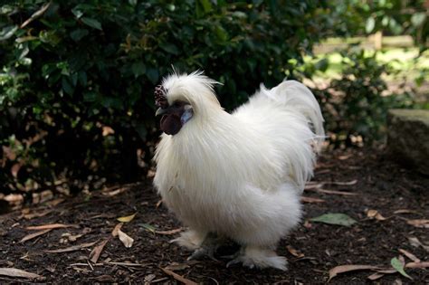 Silkie Chickens: The Complete Breed Guide | Know Your Chickens