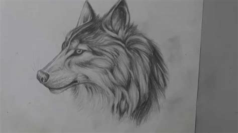 Realistic Wolf Pencil Sketch