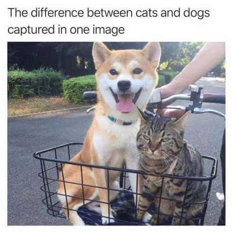 Top 50 Dog and Cat Memes: Can Dog and Cat be friends?