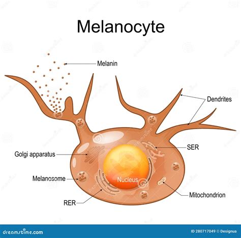 Melanocyte Structure and Anatomy Stock Vector - Illustration of human, vector: 280717049