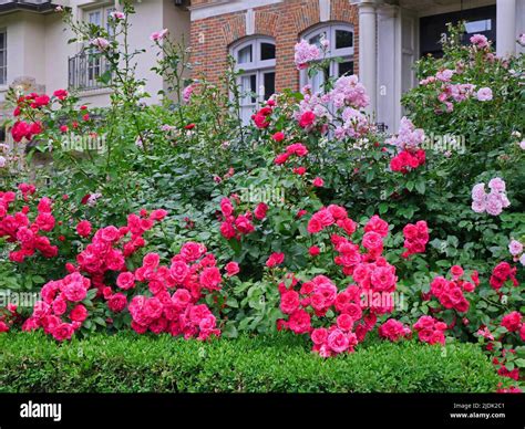 Tall shrub roses used as a beautiful hedge for privacy Stock Photo - Alamy