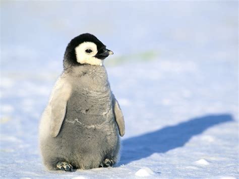 Baby penguin chick is so cute. : r/aww