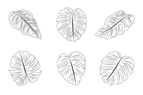 Free Vector | Hand drawn monstera leaf outline illustration