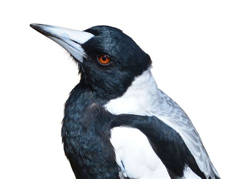 Magpie On Transparent Background Free Stock Photo - Public Domain Pictures