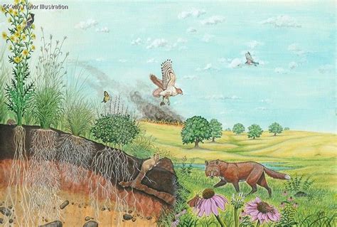 Prairie Ecosystem by Ashika Verma | Ecosystems, Ecosystems diorama, Ecosystems projects