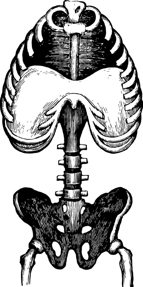 Human Anatomy Free Stock Photo - Public Domain Pictures