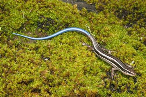 6 Popular Pet Skink Species: Types You Can Keep at Home