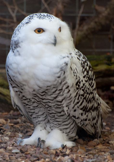 Ranking The 8 Most Adorable Species Of Owl | TheSlicedPan.com