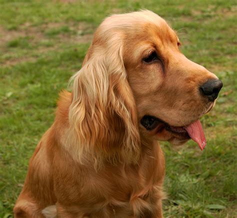 File:Cocker spaniel angielski zloty photoshop.jpg - Wikipedia