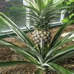 Tropical Atrium Planting and Harvesting Open Source Details for Duplication