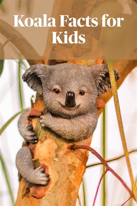 Uniquely koala 13 weird facts about koalas – Artofit