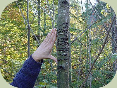 Recognizing Woodpecker Habitat