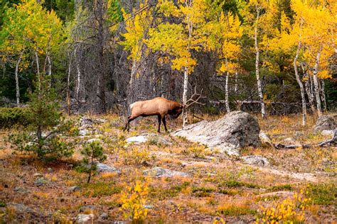 10 [EPIC] National Parks to See Wildlife (Everything You Need To Know)