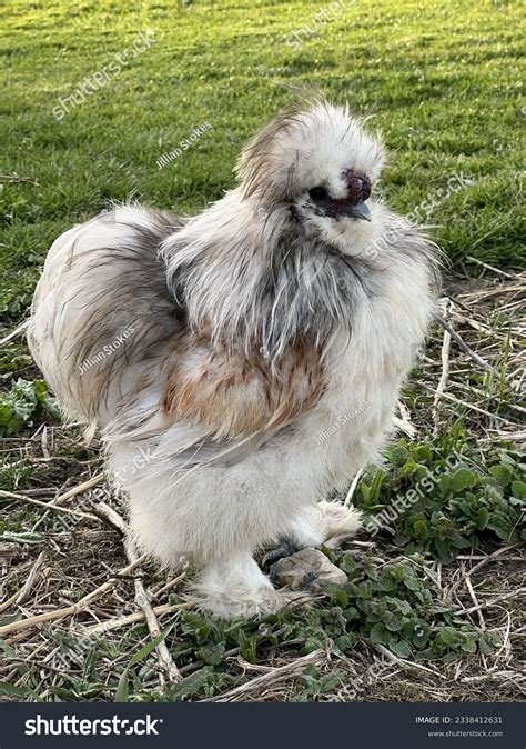 Blue Cream Silkie Rooster On Farm Stock Photo 2338412631 | Shutterstock