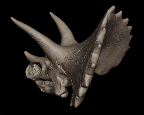 Triceratops Skull on Behance