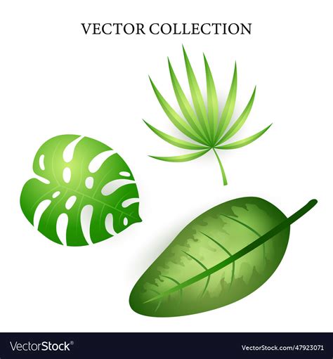 Tropical leaves set Royalty Free Vector Image - VectorStock