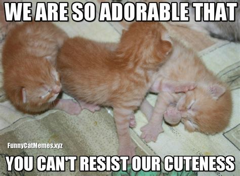 kitten memes - Kittens Photo (41531984) - Fanpop