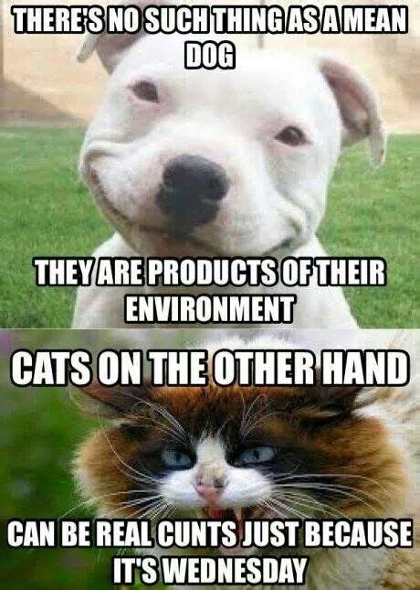 Funny cat vs dog Memes