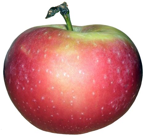 File:POL apple.jpg - Wikimedia Commons