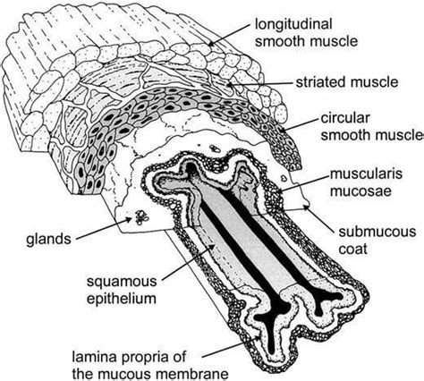 Mucous Membrane: Structure, Location, Functions, Disorders