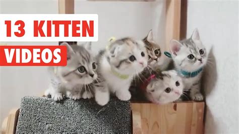 Funny Cats And Cute Kittens Playing Compilation For Laugh