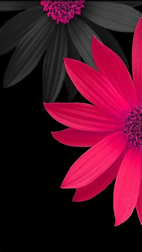 Black and Pink Flower Wallpapers - Top Free Black and Pink Flower Backgrounds - WallpaperAccess