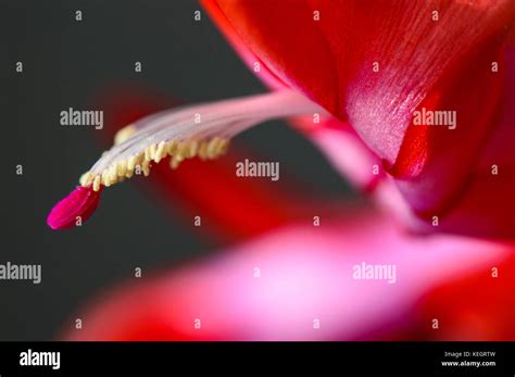 closeup of beautiful red colored flowers with blur background nature Stock Photo - Alamy