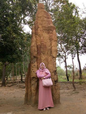 Giant Ant Nest (Merauke) - 2021 All You Need to Know BEFORE You Go (with Photos) - Tripadvisor