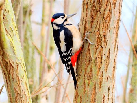 Woodpecker Drumming - Ornithology