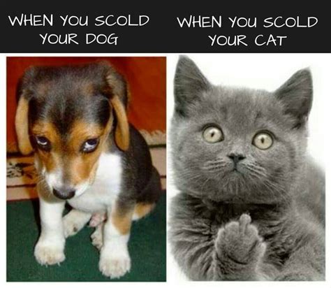 LOL - Dog vs. Cat... | Cute funny animals, Funny animal memes, Funny animal pictures