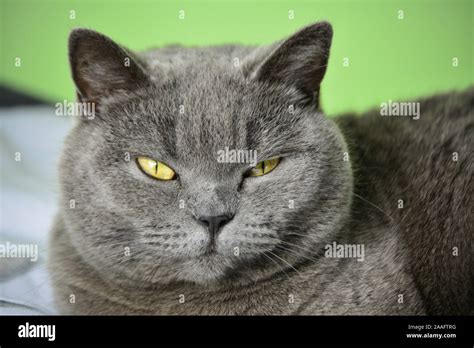 my beautiful British blue cat Stock Photo - Alamy