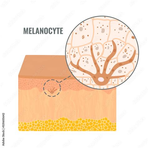 Melanocyte cell biology and skin tone pigmentation diagram. Melanin pigment production and ...