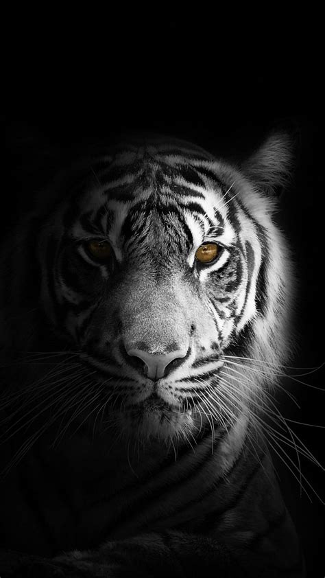 Download Caption: Majestic Tiger in All Black Background Wallpaper | Wallpapers.com