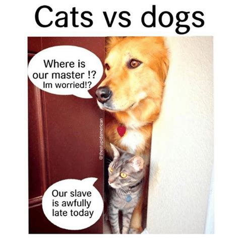 23 FUNNY CATS VS DOGS MEMES | CutesyPooh | Funny dog memes, Funny animal memes, Funny dogs