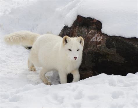 arctic fox environmental inc Arctic fox adaptations