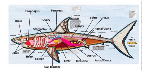 Shark Internal Anatomy – Part 1