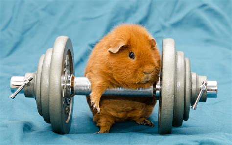 humor, Animals, Dumbbells, Gyms, Working Out, Guinea Pigs Wallpapers HD / Desktop and Mobile ...