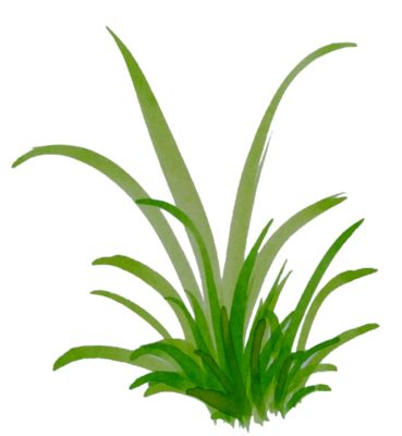 Watercolor Grass PNGs for Free Download