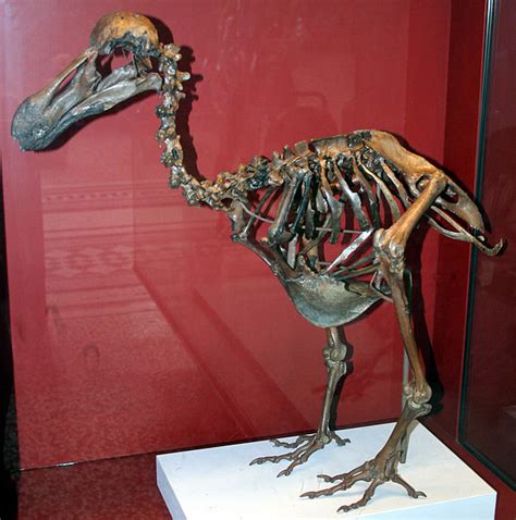 Dodo Bird | Extinct Animals