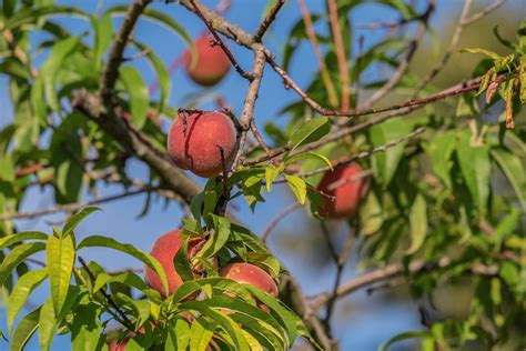 Peach Tree Diseases: How to Treat Them