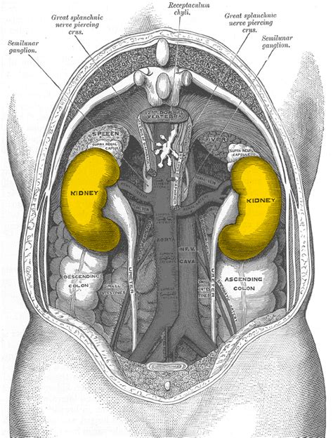 File:Gray1120-kidneys.png - Wikimedia Commons