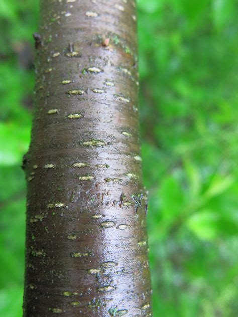 13 Best Wild cherry bark ideas | cherry bark, herbalism, cherry